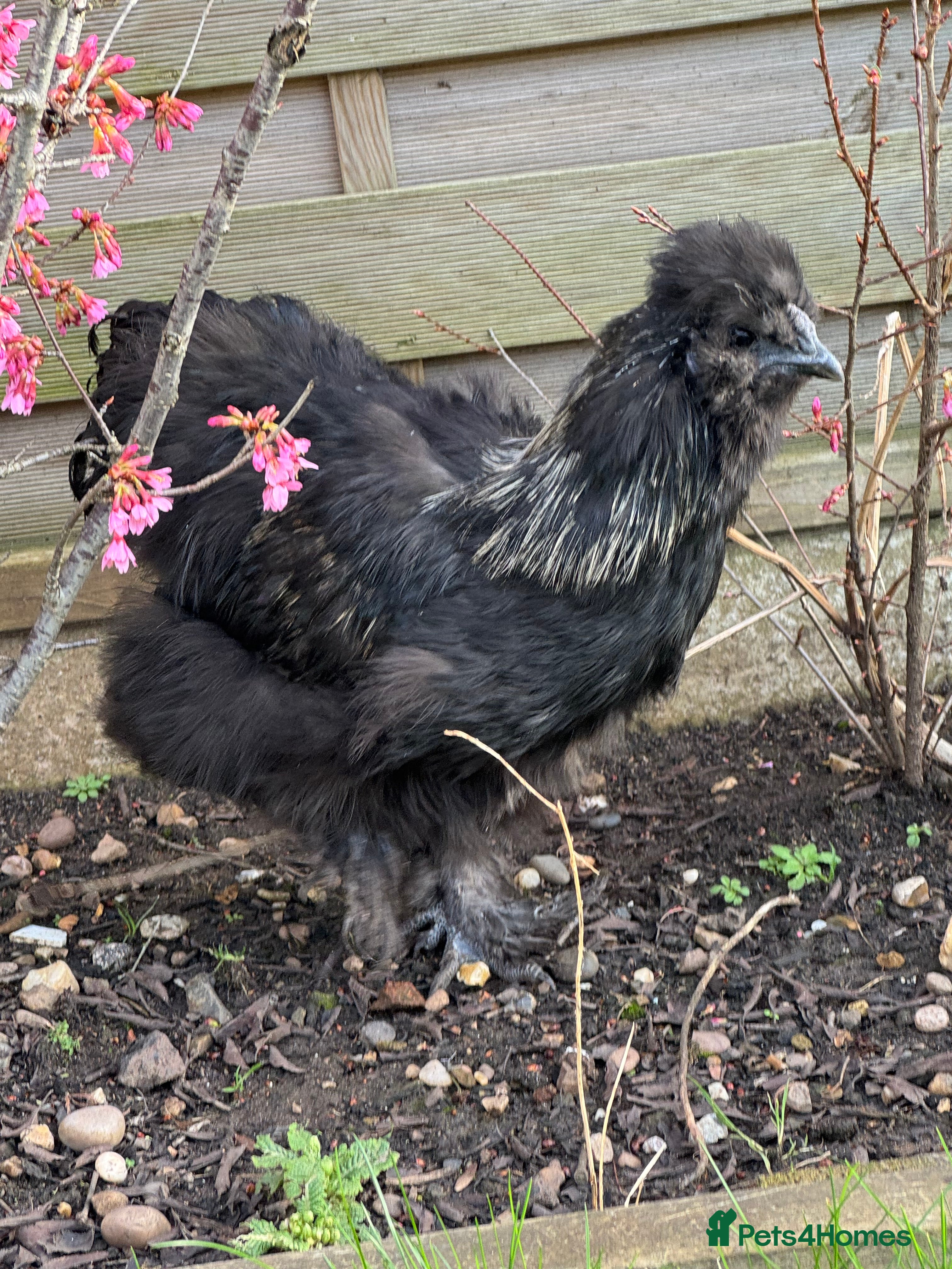 Chickens poultry Black silkie cockeral - Advert 1