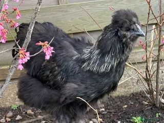 Chickens poultry Black silkie cockeral - Advert 1