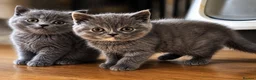 British Shorthair cats for sale: British Shorts  - Advert 2
