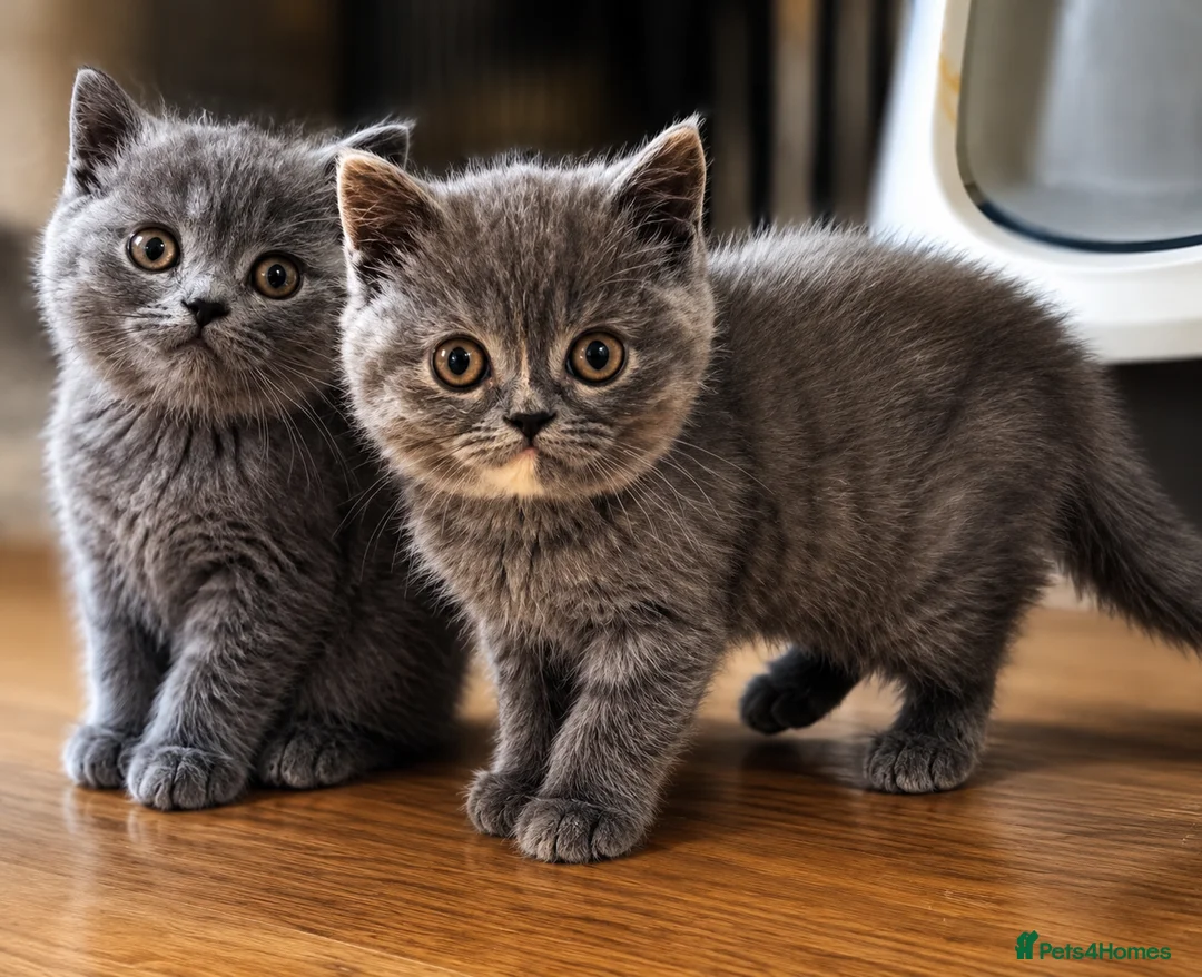 British Shorthair cats for sale: British Shorts  - Advert 2