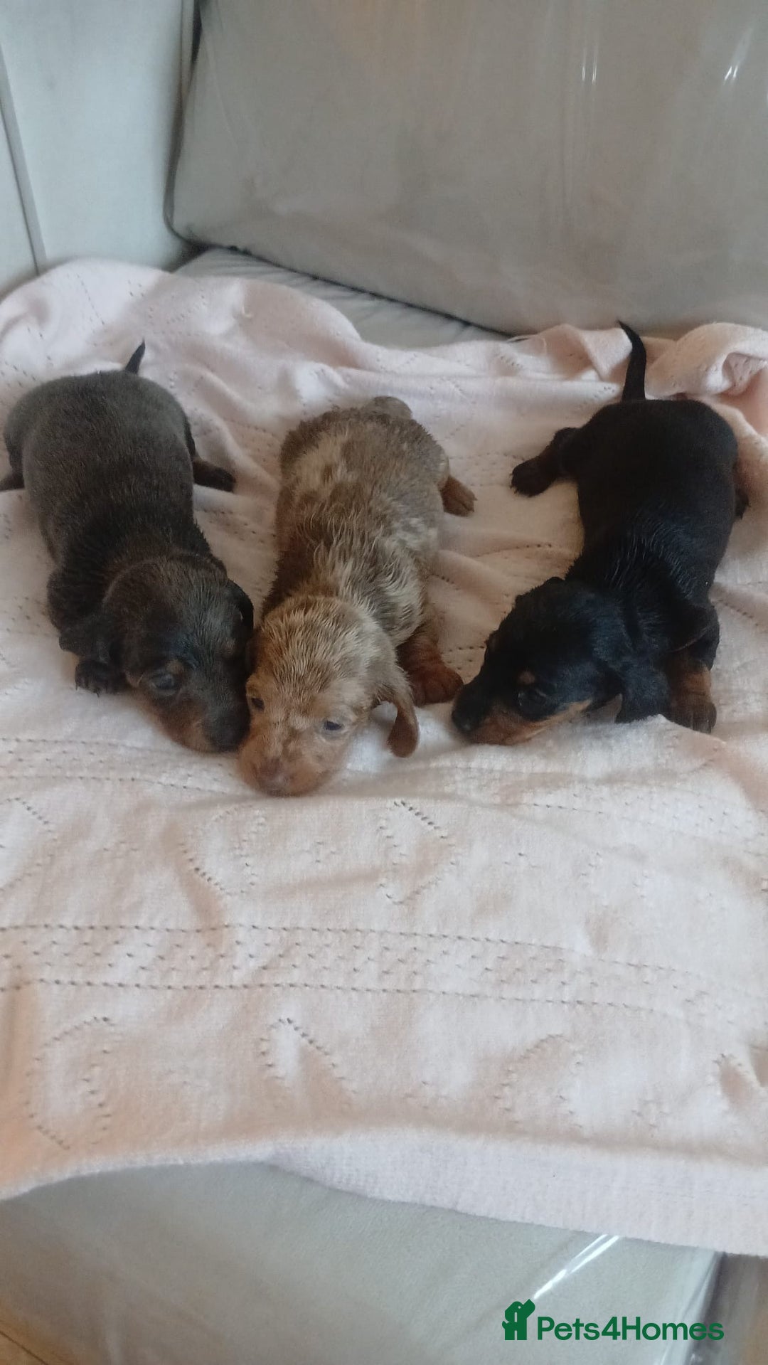Dachshund dogs for sale: dogs  - Advert 12