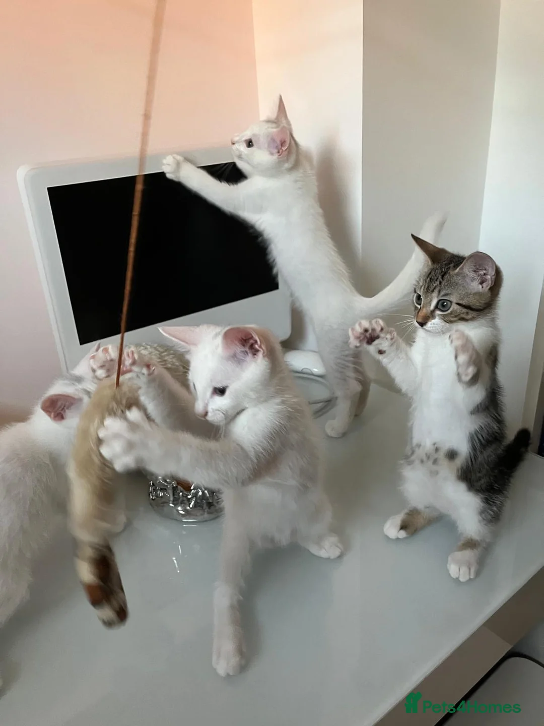 Mixed Breed cats for sale: 4 beautiful kittens 🐾 - Advert 1