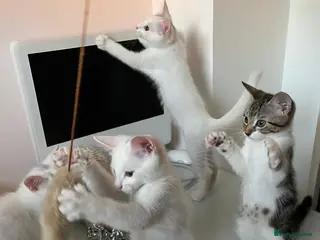 Mixed Breed cats 4 beautiful kittens 🐾 - Advert 1