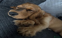 Cocker Spaniel dogs for sale: 2 x Show cocker spaniels (Red) - Image 12