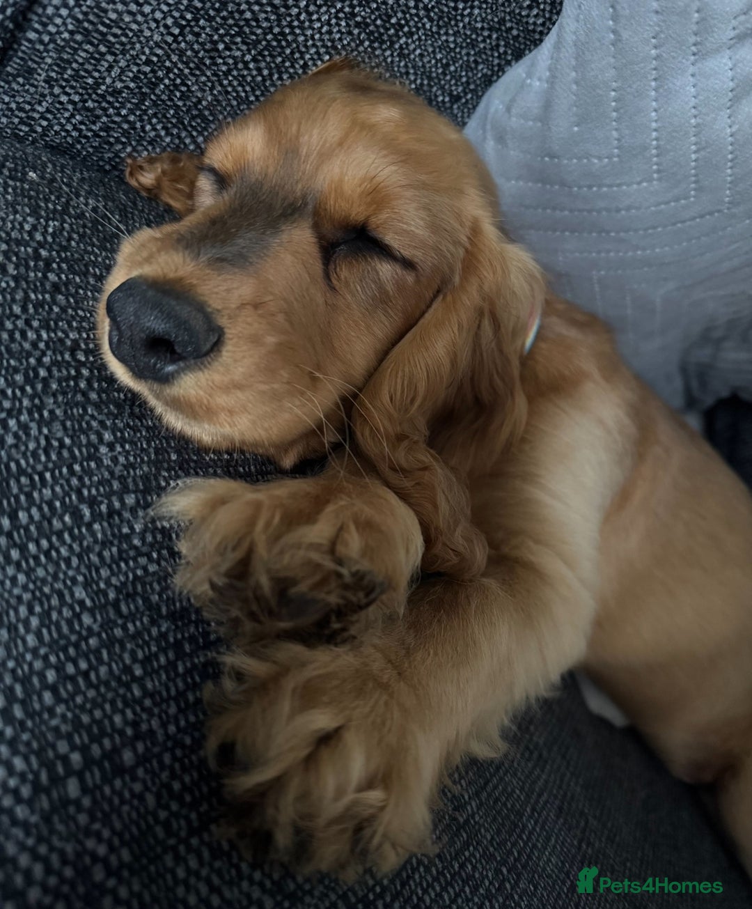 Cocker Spaniel dogs for sale: 2 x Show cocker spaniels (Red) - Image 12