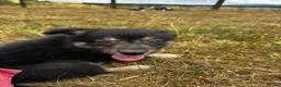 Mixed Breed dogs for sale: Kelpie x collies BEAUTIFUL LITTER - Advert 25