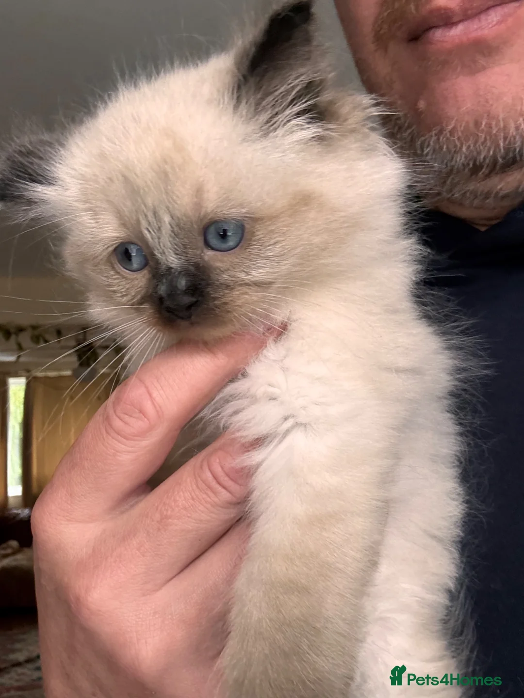 Ragdoll cats for sale: TICA registered Ragdoll Kittens - seal/blue point - Advert 22