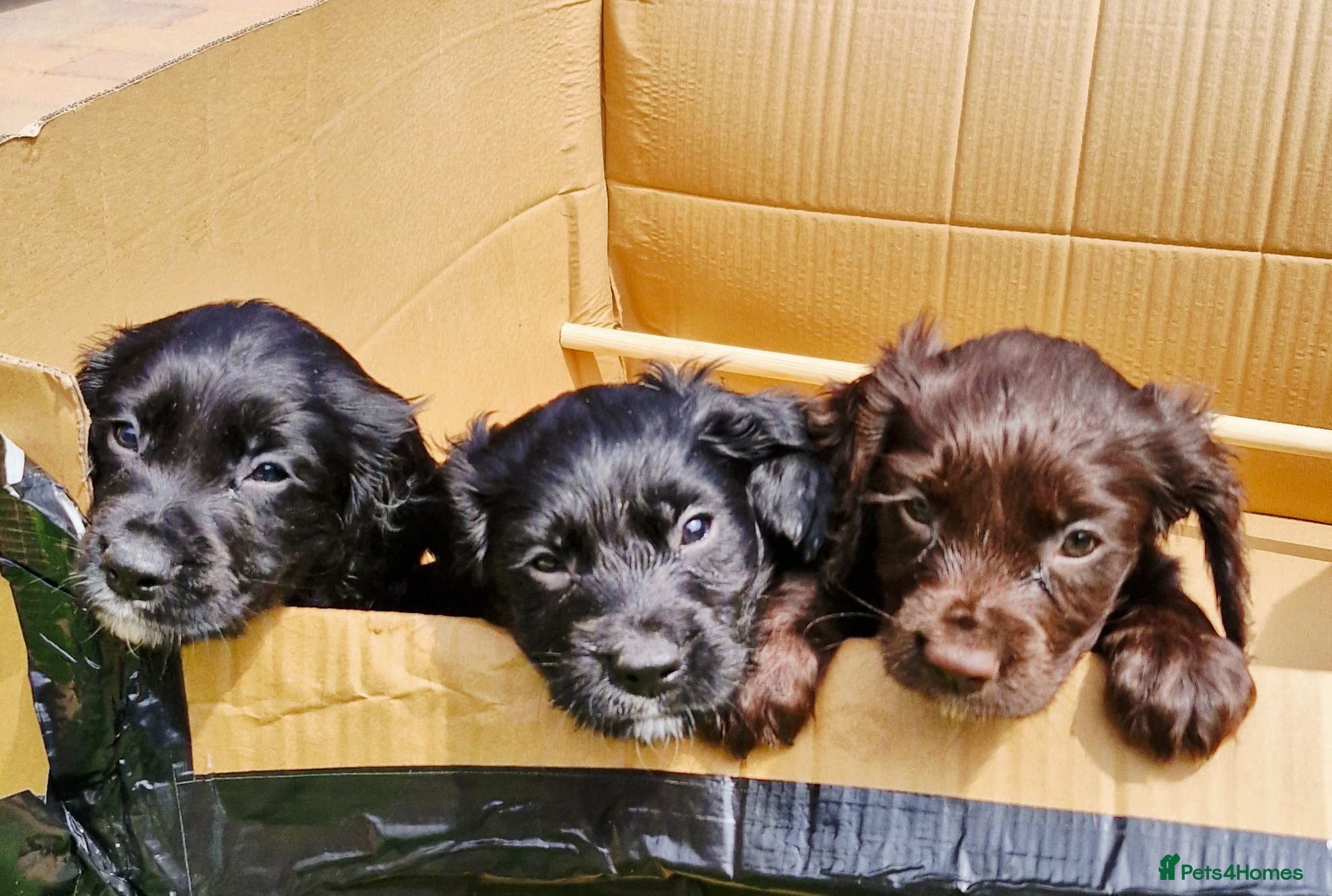 Cocker Spaniel dogs Working Cocker Spaniel Puppies - Advert 1