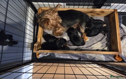 Yorkshire Terrier dogs for sale: Gorgeous yorkshire terrier puppies - Advert 1