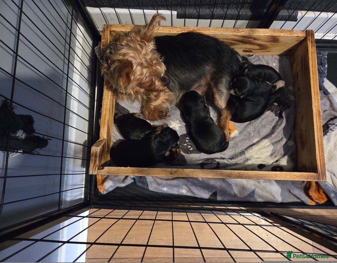 Yorkshire Terrier dogs for sale: Gorgeous yorkshire terrier puppies - Advert 1