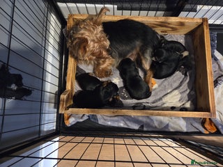 Yorkshire Terrier dogs Gorgeous yorkshire terrier puppies - Advert 1