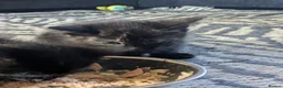 Mixed Breed cats for sale: Khao manee cross in Woodbridge - Advert 6