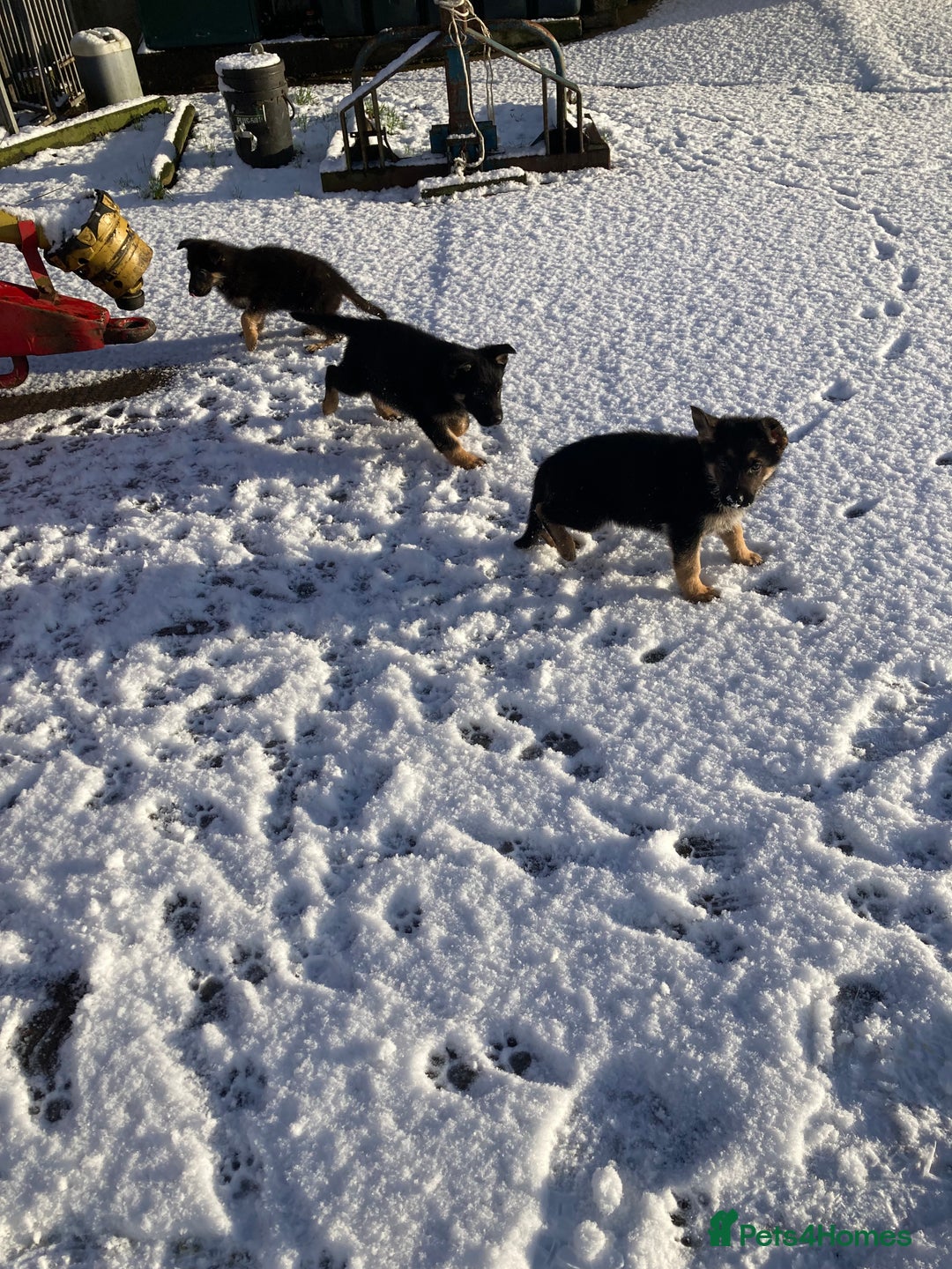 German Shepherd dogs for sale: Purebred German Shepard Male Puppies - Advert 6