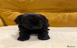 Cockapoo dogs for sale: cockapoos  - Advert 9