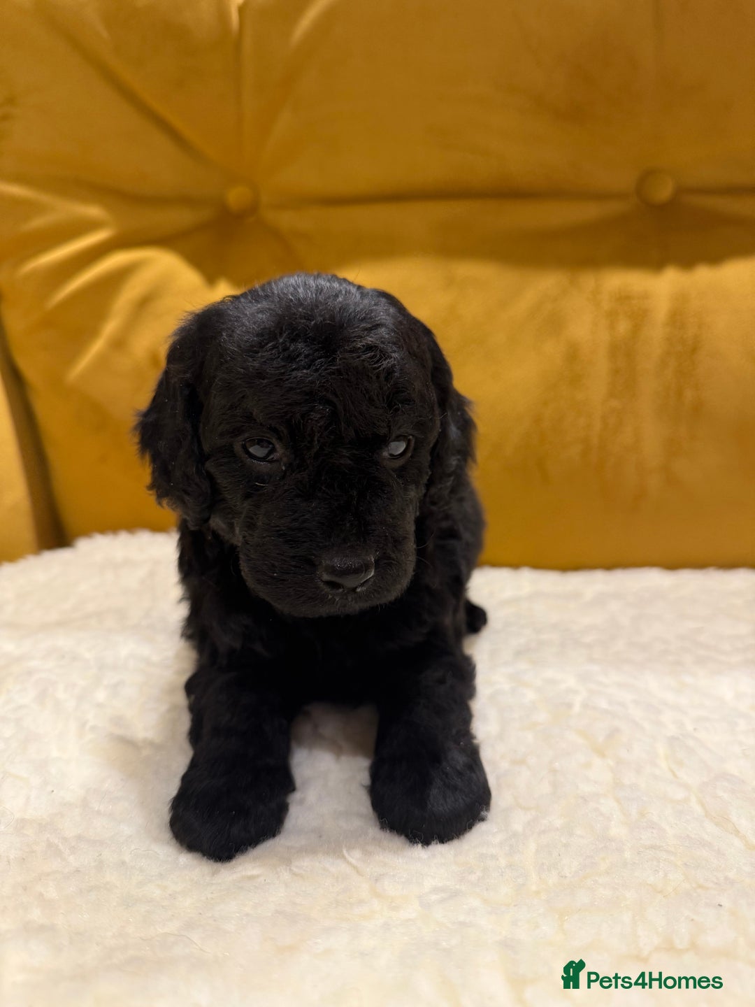 Cockapoo dogs for sale: cockapoos  - Advert 9