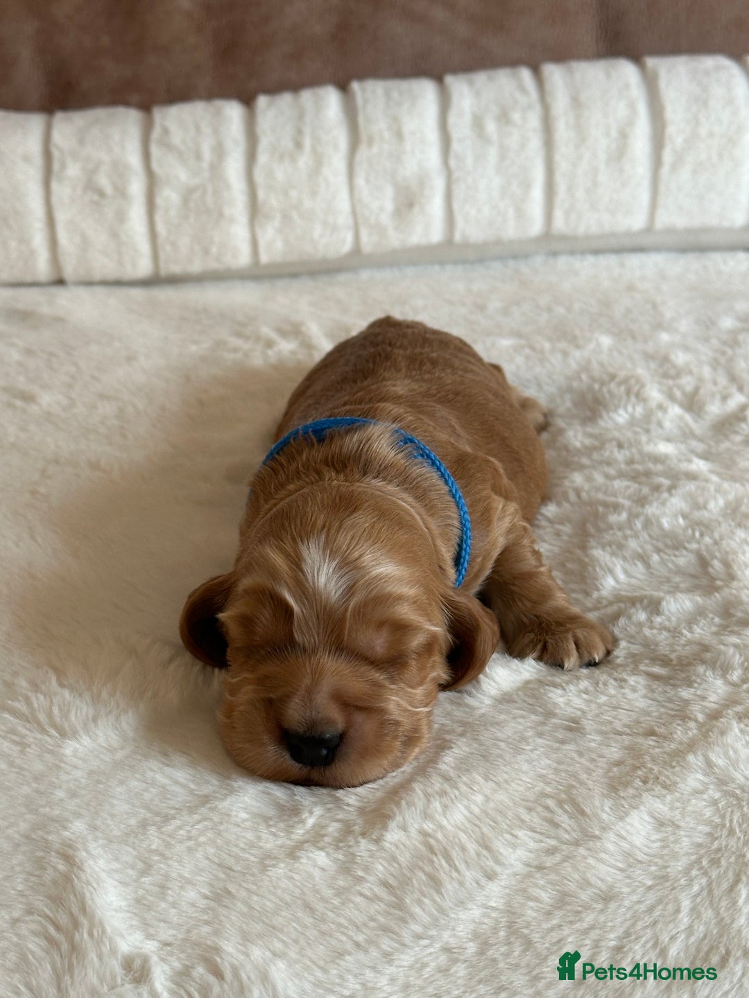 Cocker Spaniel dogs for sale: Extensively Health Tested KC Reg Puppies  - Advert 18