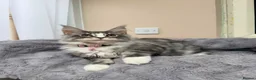 Maine Coon cats for sale: Beautiful pedigree FEMALE Maine Coon kitten - Advert 8