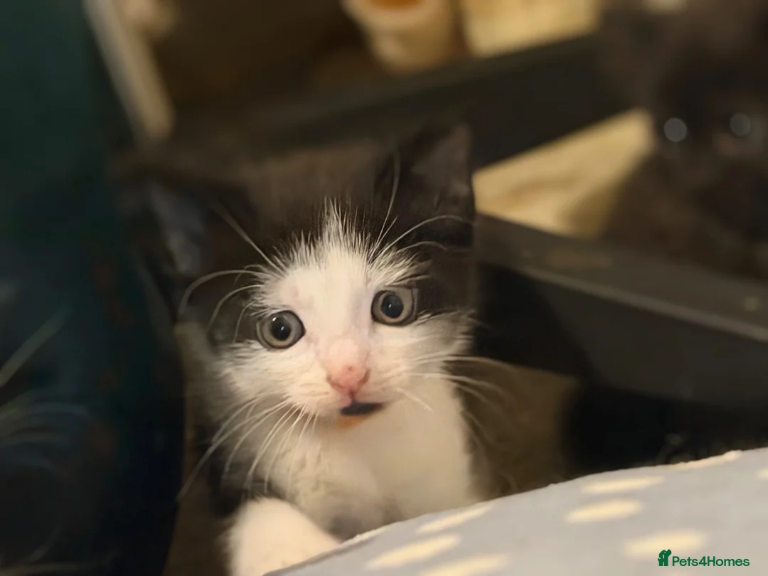 Mixed Breed cats for sale: 🍊 Final Boy For Foreverhome - Advert 2