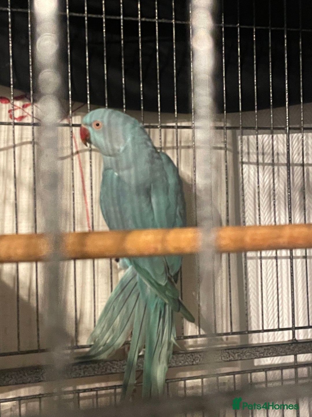 Ringnecks birds for sale: WHISTLING Ringneck  - Advert 2