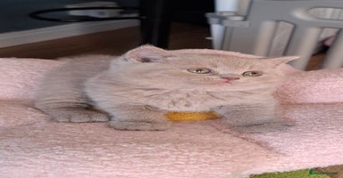 British Shorthair cats in Swadlincote - Advert 7