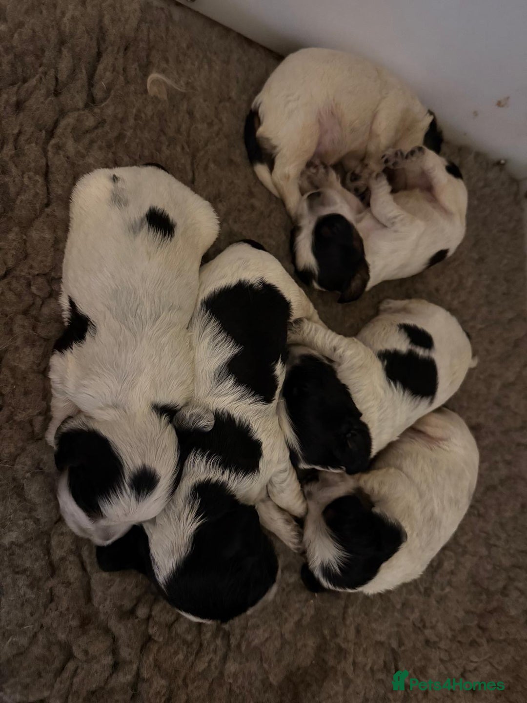 Cocker Spaniel dogs for sale: Blue roan kc register health tested pups - Advert 6