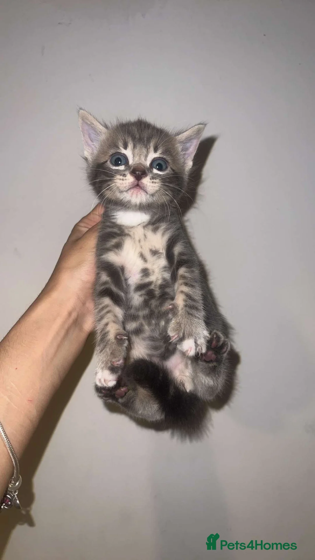 Mixed Breed cats for sale: Bengal x tabby mixed litter - Advert 2