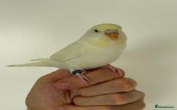 Budgerigars birds for sale: Young budgies happy&healthy in London - Image 5