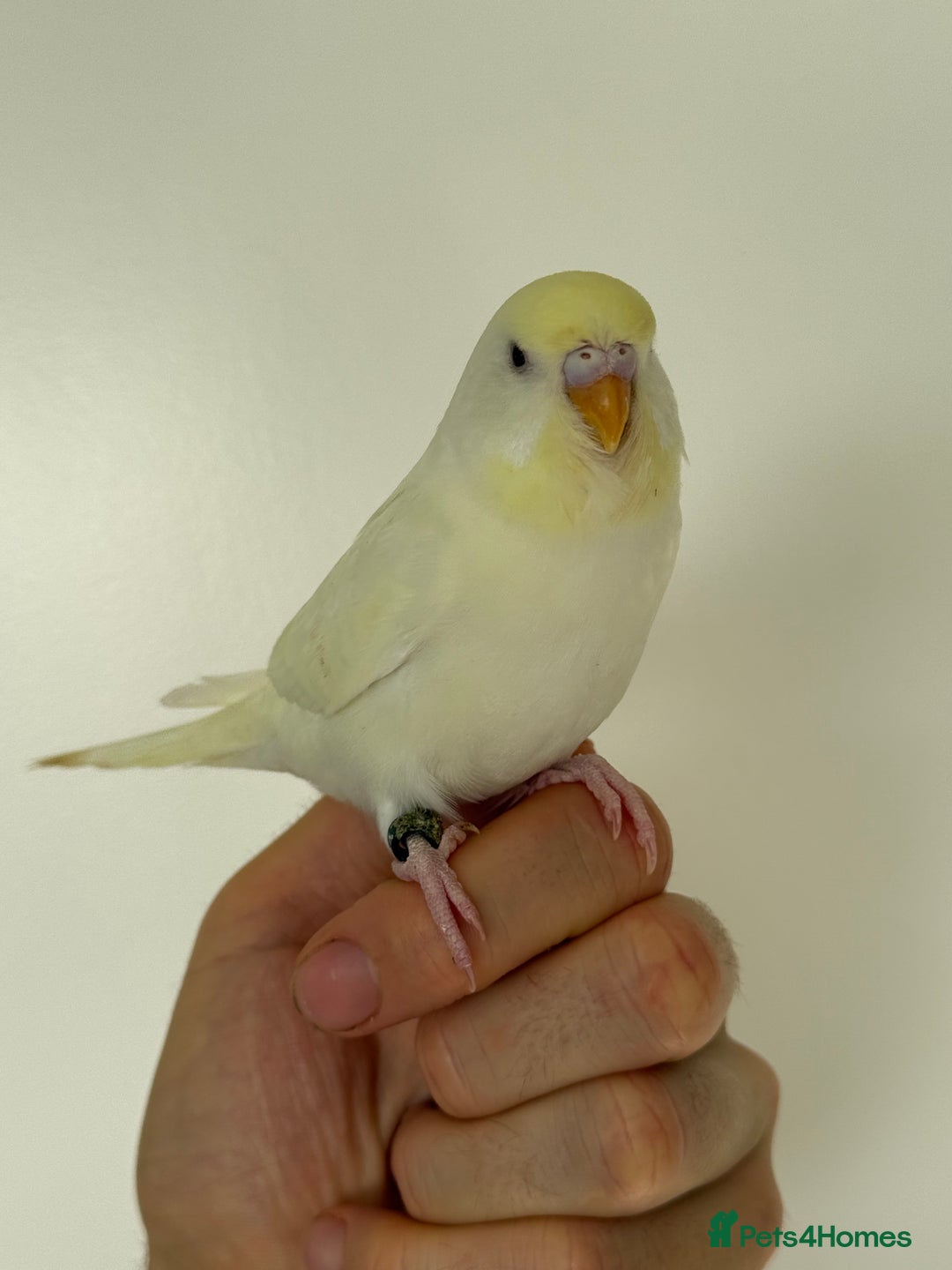Budgerigars birds for sale: Young budgies happy&healthy in London - Image 5