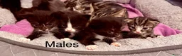 Mixed Breed cats for sale: Lovely Mixed-Breed Kittens Seeking Loving Homes - Advert 3