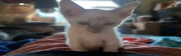 Bengal cats for sale: Blue eyes Snow bengal lynx kittens  - Advert 15