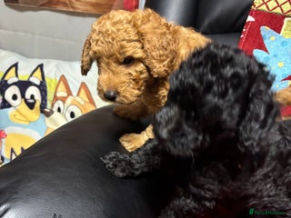 Cavapoo dogs F1B Cavapoo - Advert 6