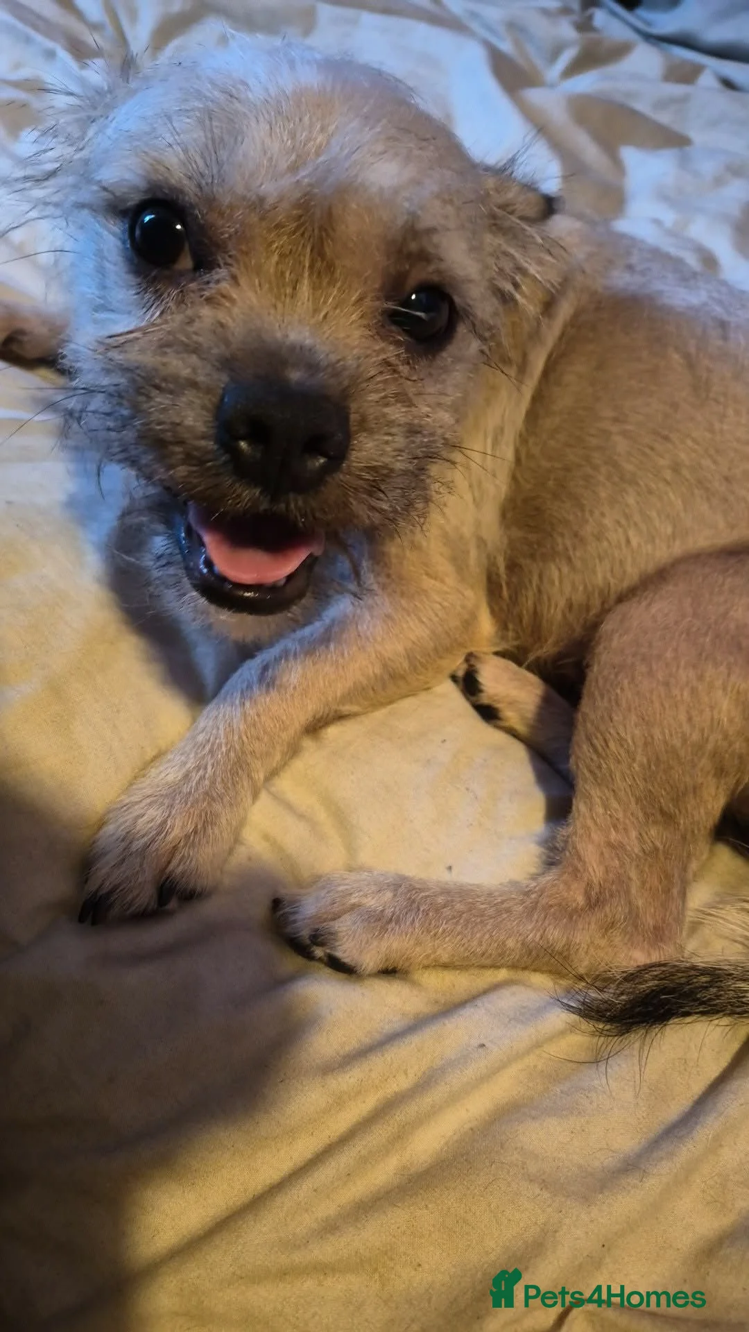 Chorkie dogs for sale: 2 gorgeous Chorkies looking for new homes  - Advert 7