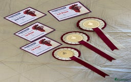 Chickens poultry for sale: Blue Bearded Silkie Hatching eggs with *Guarantee* - Image 2