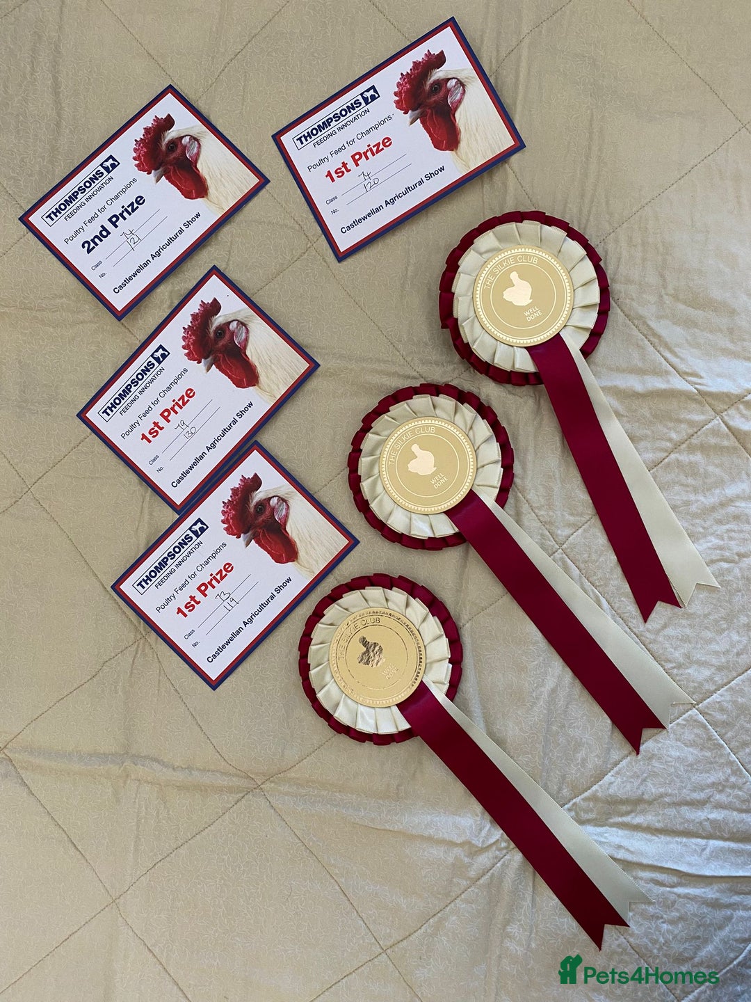 Chickens poultry for sale: Blue Bearded Silkie Hatching eggs with *Guarantee* - Image 2