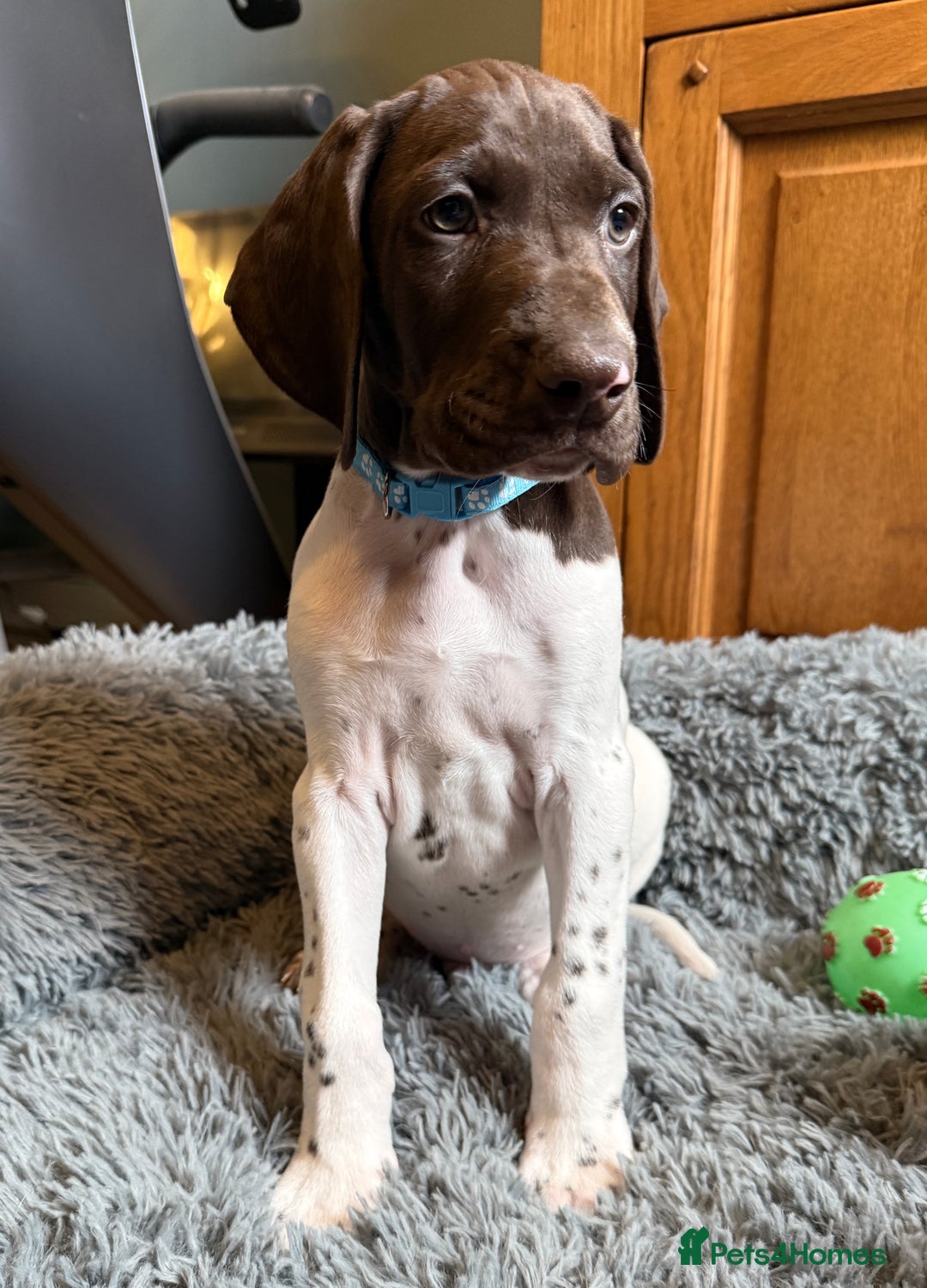 German Shorthaired Pointer dogs for sale: KC GSP Pups Health Tested Parents - Advert 27