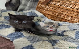 Mixed Breed cats for sale: Beautiful kittens  - Image 21