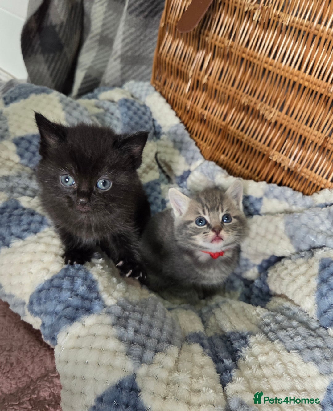 Mixed Breed cats for sale: Beautiful kittens  - Image 21