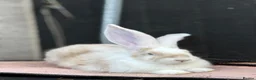 Continental Giant rabbits for sale: Continental Giants  - Advert 5