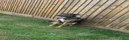 Mixed Breed dogs for sale: Spirit - Advert 1