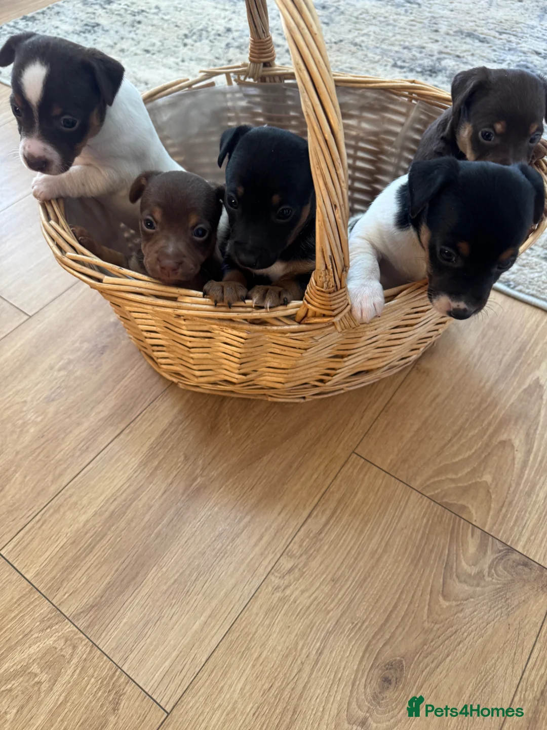 Jack Russell dogs for sale: Jack Russel smooth coat short leg - Advert 1