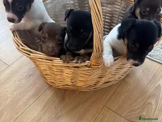 Jack Russell dogs Jack Russel smooth coat short leg - Advert 1