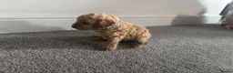 Miniature Poodle dogs for sale: 7 outstanding KC registered miniature's poodles  - Advert 6