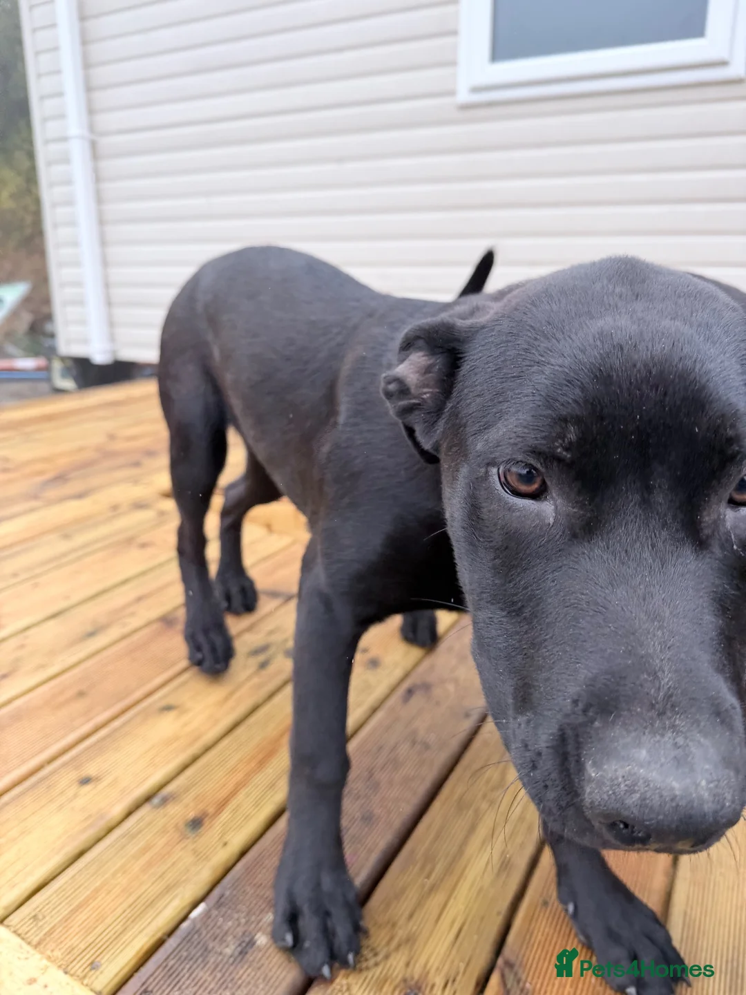 Sheprador dogs for sale: Sadie for sale - Advert 2