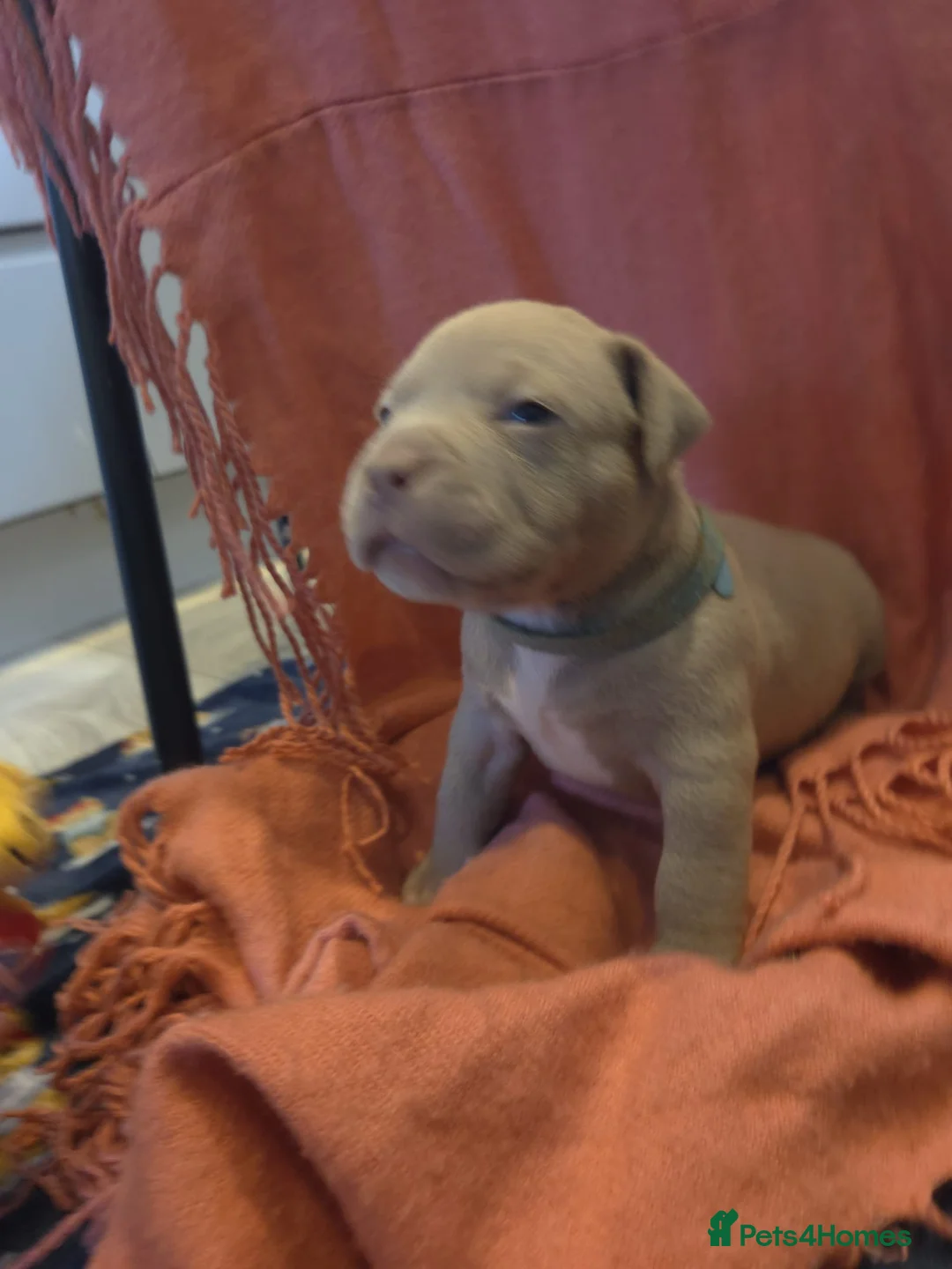 American Bully dogs for sale: 💎Elite Lilac Tri Pocket Bullies AKBC registered💎 in Leeds - Advert 13