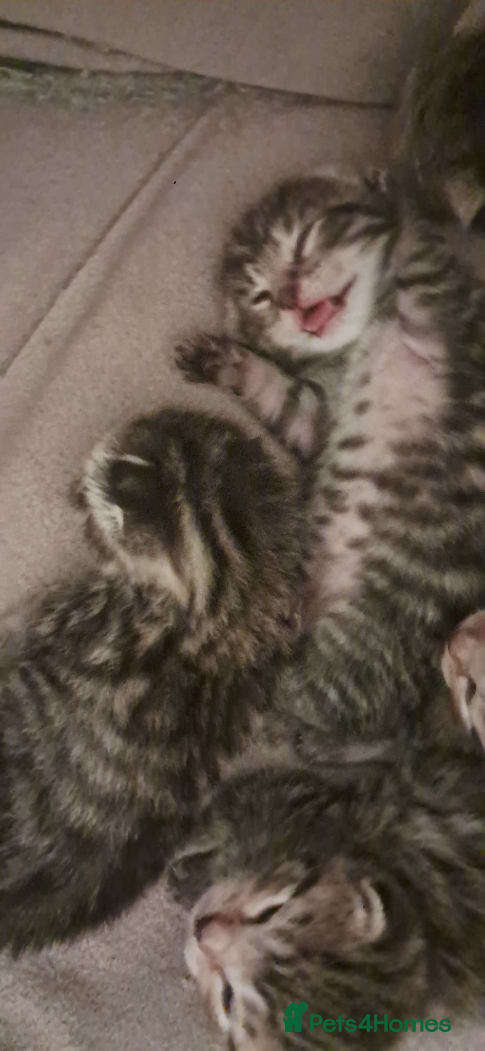 Mixed Breed cats for sale: 7 little kittens for sale  - Advert 5