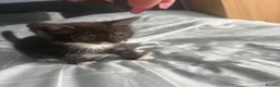Mixed Breed cats for sale: 3 Boys and 2 Girls mixed colour kittens - Advert 9