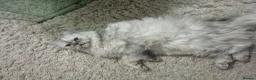Persian cats for sale: Beautiful white and grey Persian  - Advert 2