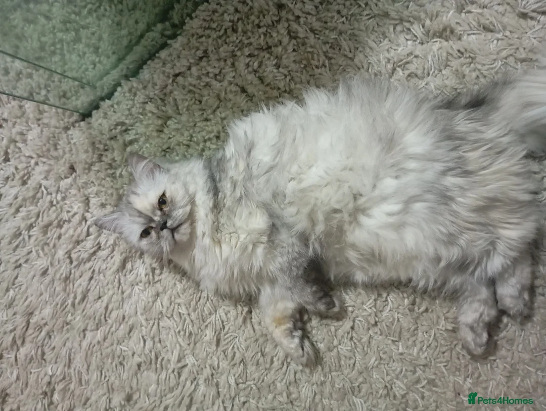 Persian cats for sale: Beautiful white and grey Persian  - Advert 2