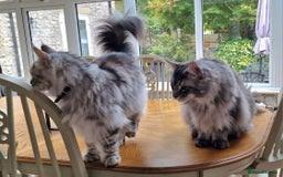 Maine Coon cats for sale: Two Maine Coon Brothers - Image 8