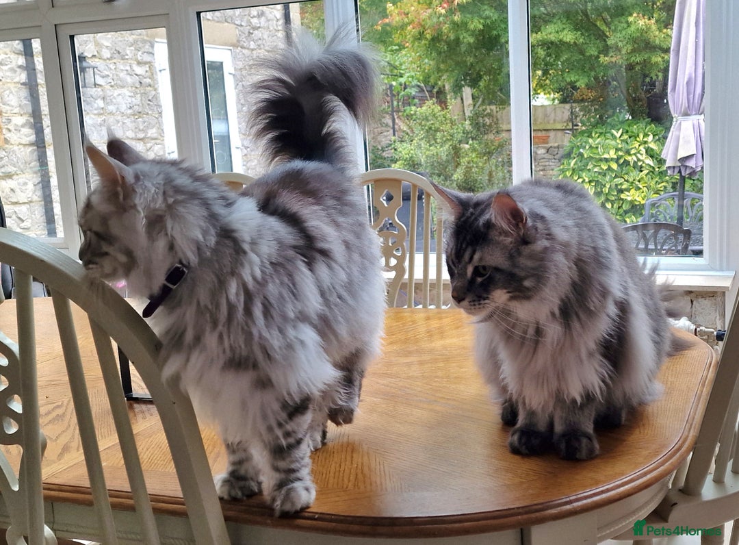 Maine Coon cats for sale: Two Maine Coon Brothers - Image 8
